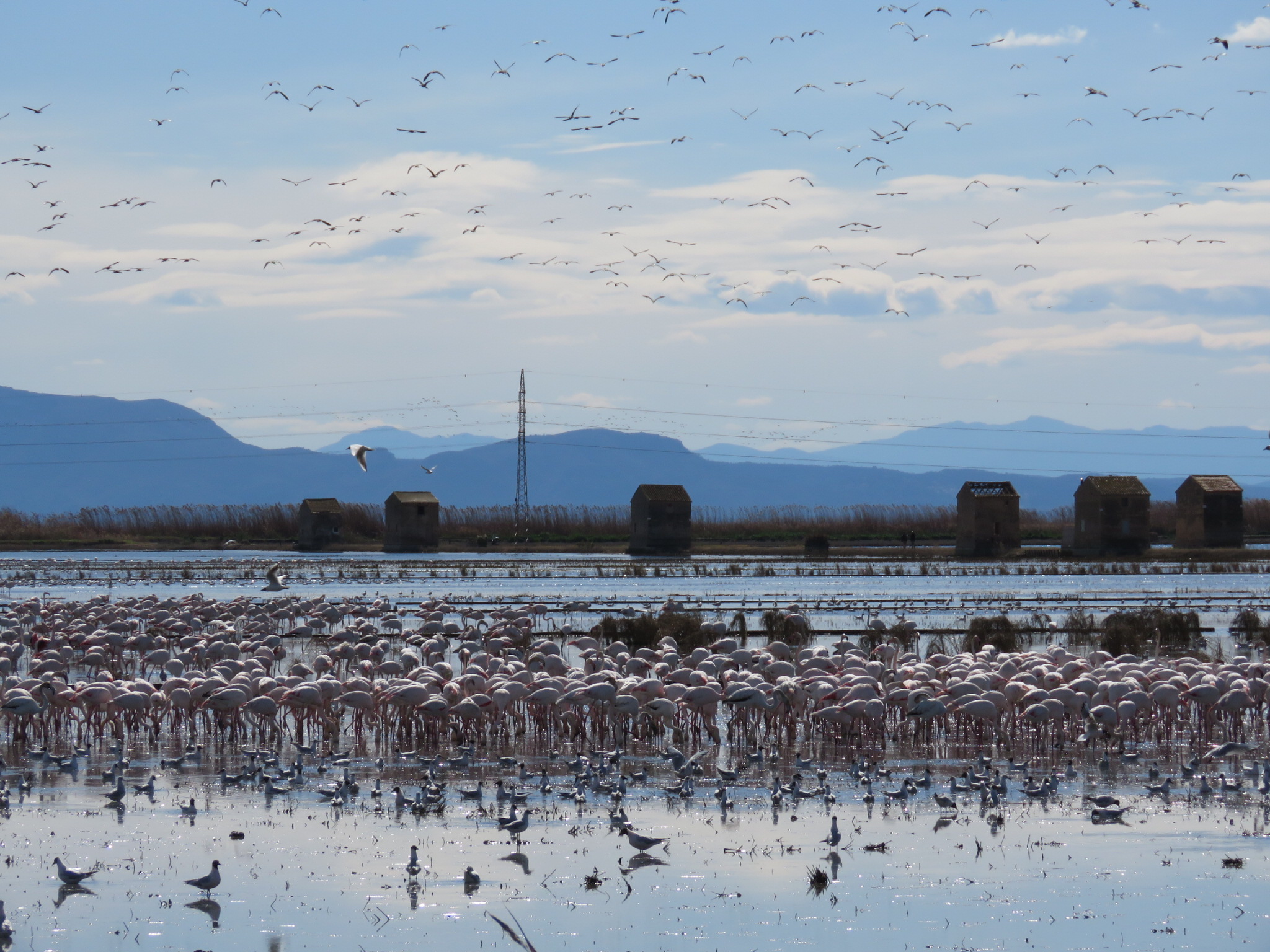 Flamencs Albufera – foto V. Llorens