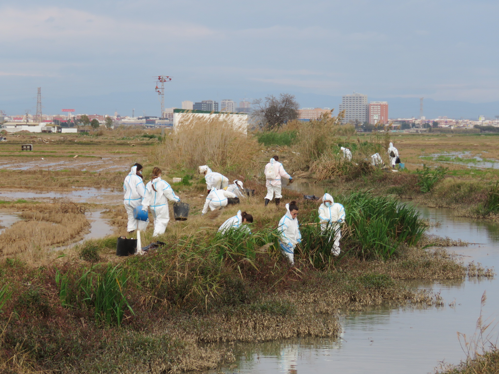 voluntariat dana albufera massanassa