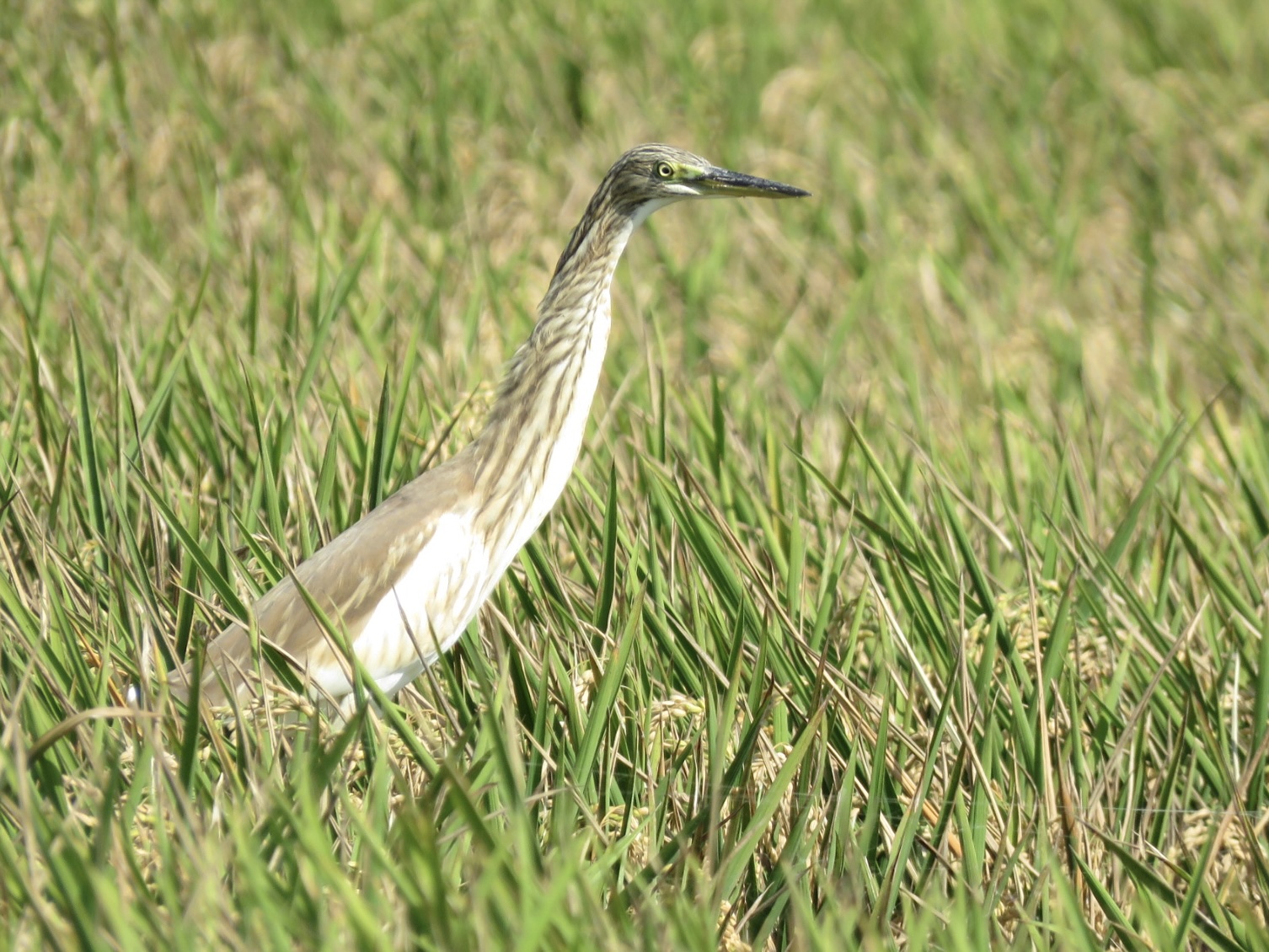 oroval arrossar albufera