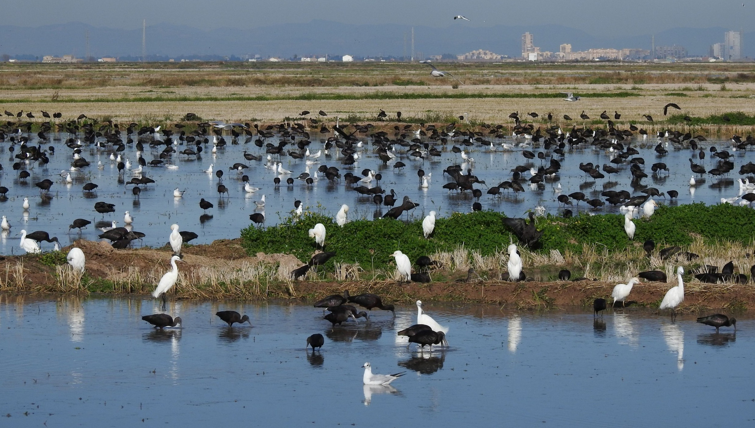 Moritos-gaviotas-y-ardeidas-en-un-campo-de-arroz_Diana-Ferris_SEOBirdLife-scaled-e1775467162853
