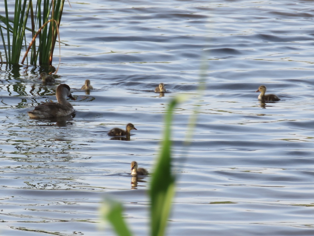sivert albufera tancat milia- foto v llorens