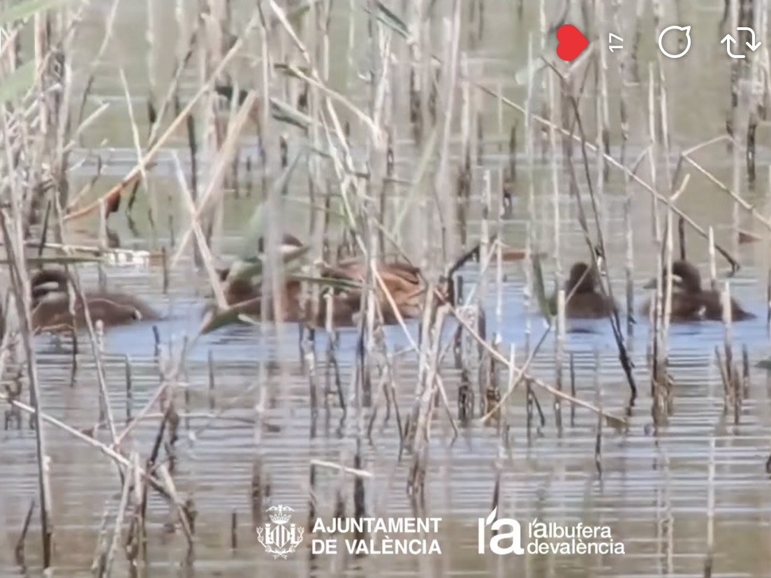 oxyura leucocephala cries albufera 2026